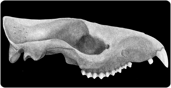 Dibuix lineal del crani de Trogosus hillsii (USNM 17157) de l'Eocè mitjà de la Conca Huerfano, Colorado.  Crèdit: Dibuix lineal realitzat per Sarah Shelley (modificat a partir de l'original a Bertrand et al. 2022).