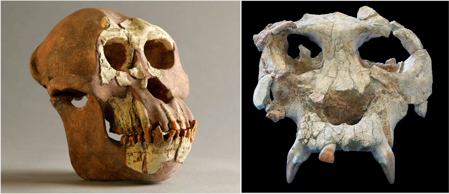 Reconstrucció del crani d’Hispanopithecus (esquerra) i crani original de Pierolapithecus (dreta) no a escala (© Institut Català de Paleontologia Miquel Crusafont)