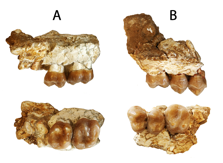 Distintas vistas de los fóssiles de Anoiapithecus brevirostris descritos en el artículo. El fragmento A corresponde al hominoideo más antigup de la península Ibérica