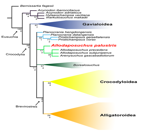 Cladograma dels cocodrilomorfs amb la nova espècie