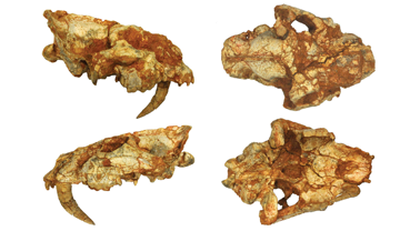 Diferents vistes d’un crani d’Albanosmilus jourdani trobat al Vallès-Penedès. ICP.