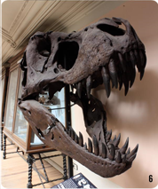 Rèplica del crani de Tyrannosaurus rex de Dakota del Sur (EEUU). Museo Geominero