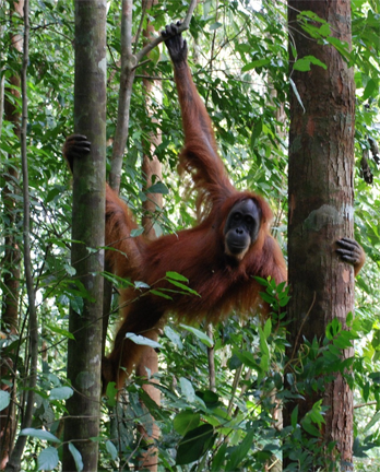 La dieta dels pliopitècids s'assemblaria a la de l'orangutan actual. http://www.fotopedia.com/items/flickr-2345307590