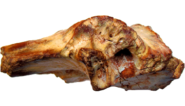 L'os frontal de Sauroniops pachytholus amb la característica prominència en forma de cúpula sobre de l'òrbita ocular.