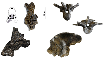 Algunes de les restes de la nova espècie trobades a Fumanya (Barcelona)