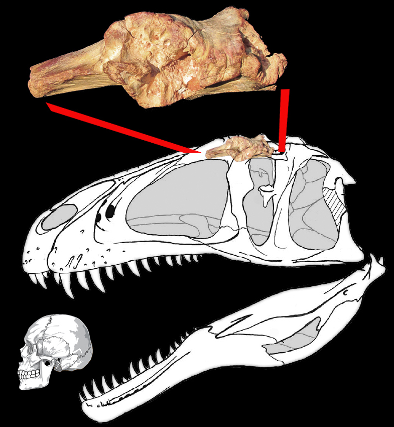 L'os de Sauroniops i la seva posició en el crani. També es mostra una comparació de la mida del crani de Sauroniops amb la del crani humà. Andrea Cau.