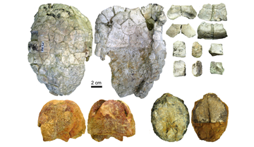 L’article inclou la descripció de nou material de l’espècie Ptychogaster (Temnoclemmys) batalleri trobat en diversos jaciments de la conca del Vallès-Penedès