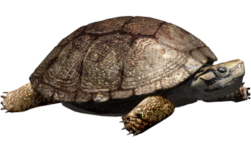 Reconstrucción de la tortuga Polysternon isonae, a partir de los restos fósiles encontrados en Isona (Cataluña). Oscar Sanisidro