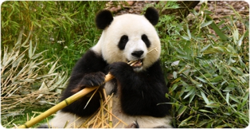 L’últim os panda d’Europa va viure a la península ibèrica