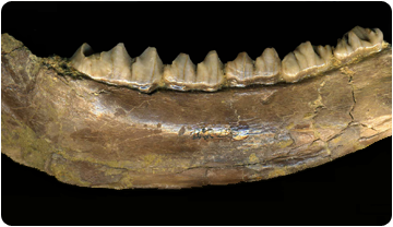 Fragment de dentició d'un cèrvid del miocè. 