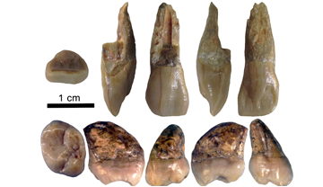 Diferents vistes de l'incisiu (fila superior) i molar superior (fila inferior) de La Grive. ICP.