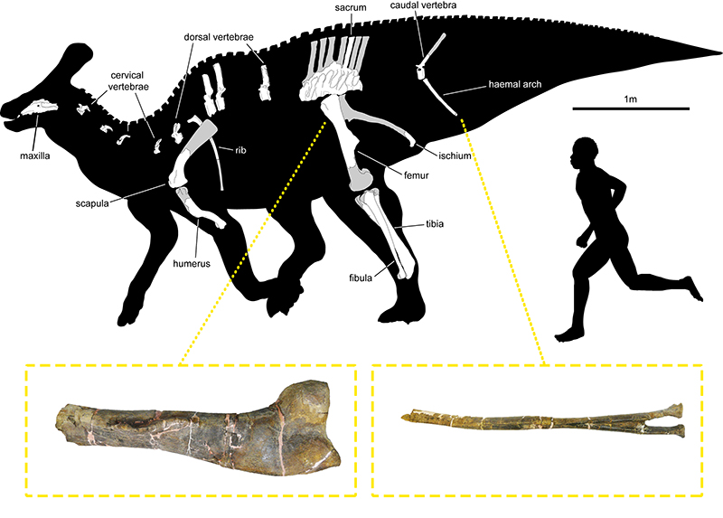 Silueta de P. isonensis i imatges dels fòssils descrits