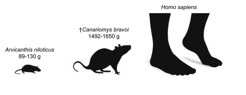  Mides relatives i pesos estimats de la rata d’herba del Nil (A. niloticus) i la rata gegant de Tenerife (C. bravoi), comparada amb una silueta humana. (Adaptada de Renom et al. DOI: 10.1098/rsbl.2021.0533)