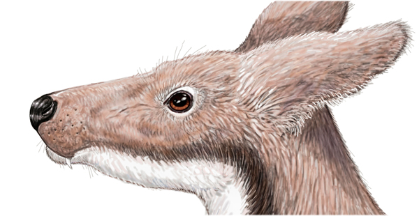 Recreació de l’aspecte en vida del cérvol mesquer del Miocè  Micromeryx.  (Per cortesia d’Israel M. Sánchez / Institut Català de Paleontologia Miquel Crusafont)