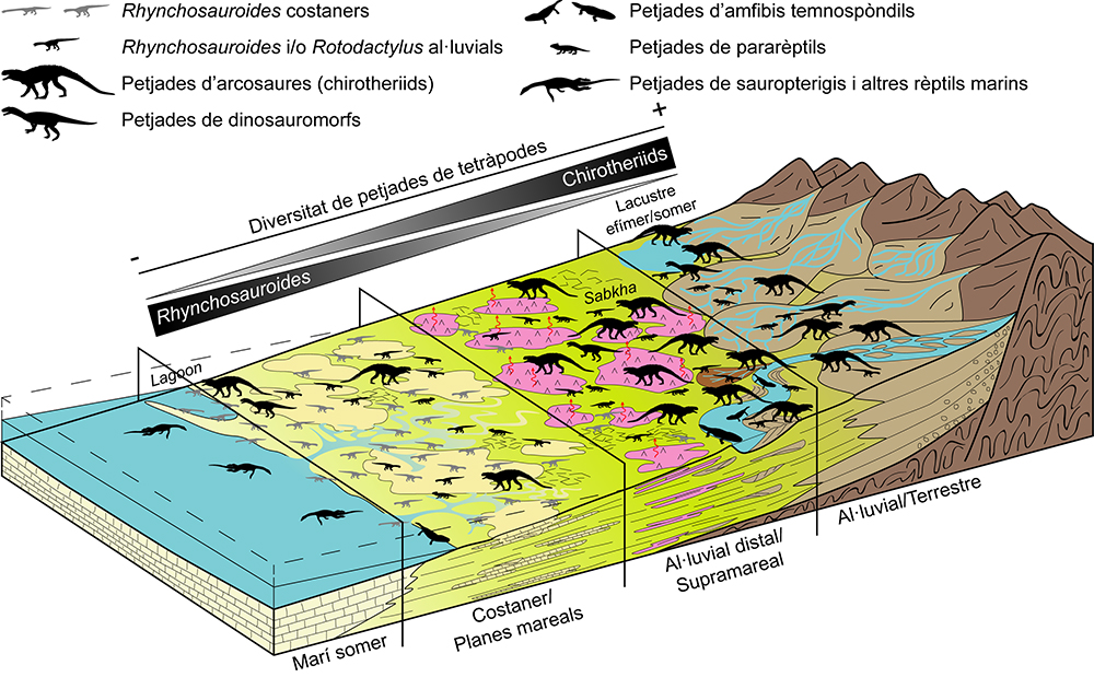 Esquema dels diferents ambients durant el Triàsic Mitjà i faunes representatives que s'hi han identificat  (Eudald Mujal / Institut Català de Paleontologia Miquel Crusafont)
