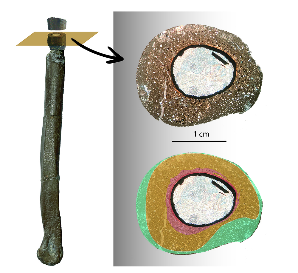 Lámina delgada del hueso observada al microscopio  (Albert G. Sellés / Institut Català de Paleontologia Miquel Crusafont / Museu Conca Dellà).