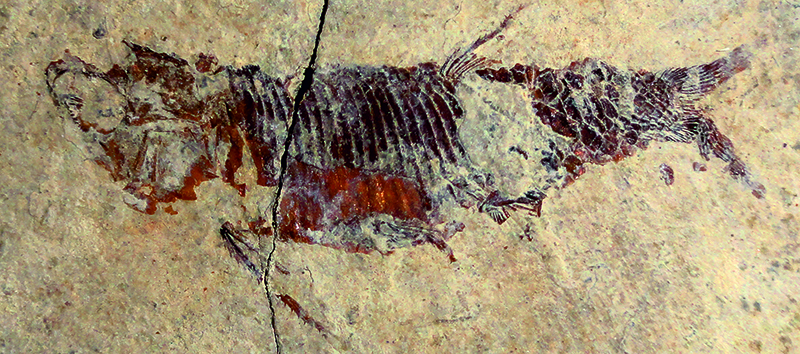 Exemplar pràcticament complet del peix Peltopleurus cf. nuptialis provinent del jaciment d’Odèn.
