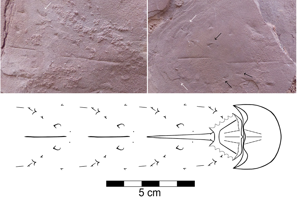 Rastre de xifosur al jaciment de Penya Rubí i esquema de l’animal en desplaçament (Chabier de Jaime / Institut Català de Paleontologia Miquel Crusafont)