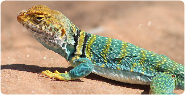 Un lagarto de collar posando sobre una roca en Colorado (por Pahcal123 bajo licencia CC BY-SA 4.0 )