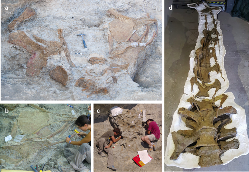 Imatge de diverses restes fòssils d’Abditosaurus kuehnei  al jaciment d’Orcau-1 (a),  del procés d’excavació (b i c) i del coll un cop preparat (d)