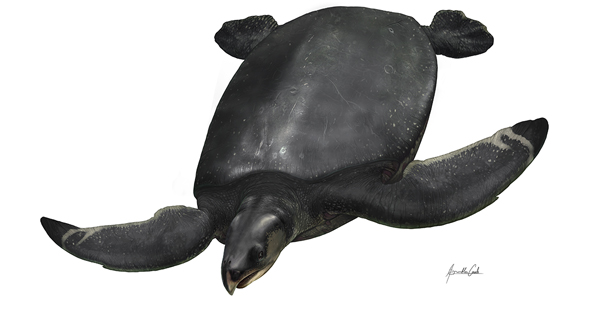 https://www.icp.cat/images/noticies/2022/recreaci_Leviathanochelys-aenigmatica_ICRA_web.jpg