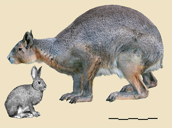  Comparison between the estimated body size of Nuralagus rex and a current rabbit.