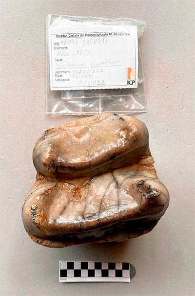 Imagen del molar M3 de Deinotherium giganteum visto desde arriba. La barra de escala es de 10 cm. 