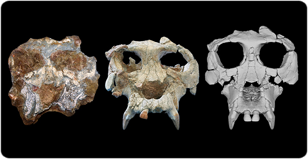 De izquierda a derecha: cráneo de Pierolapithecus catalaunicus tal y como se recuperó del yacimiento (DM Alba / © ICP), después del proceso de preparación (reproducido de Moyà-Solà et al., 2004 Science) y el modelo virtual 3D generado a partir de las imágenes de tomografía computarizada (reproducido de Pugh et al., 2023 PNAS).