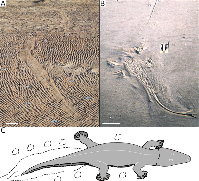 Comparación de la impresión 2 (A) con una impresión actual y un rastro del aligátor Alligator mississippiensis (B) y una recreación de un anfibio rhinesúquido, probable autor de las huellas (C). (Crédito: David P. Groenewald. Fotografía en B cortesía del Programa de Tortugas Marinas de la Isla St. Catherines , Gale A. Bishop).