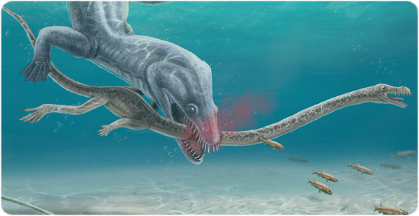 Recreació d'un exemplar de Tanystropheus sent atacat per Nothosaurus giganteus un dels seus possibles depredadors. (Roc Olivé / © Institut Català de Paleontologia Miquel Crusafont. Amb la col·laboració de la Fundación Española para la Ciencia y la Tecnología (Ministerio de Economía, Industria y Competitividad).