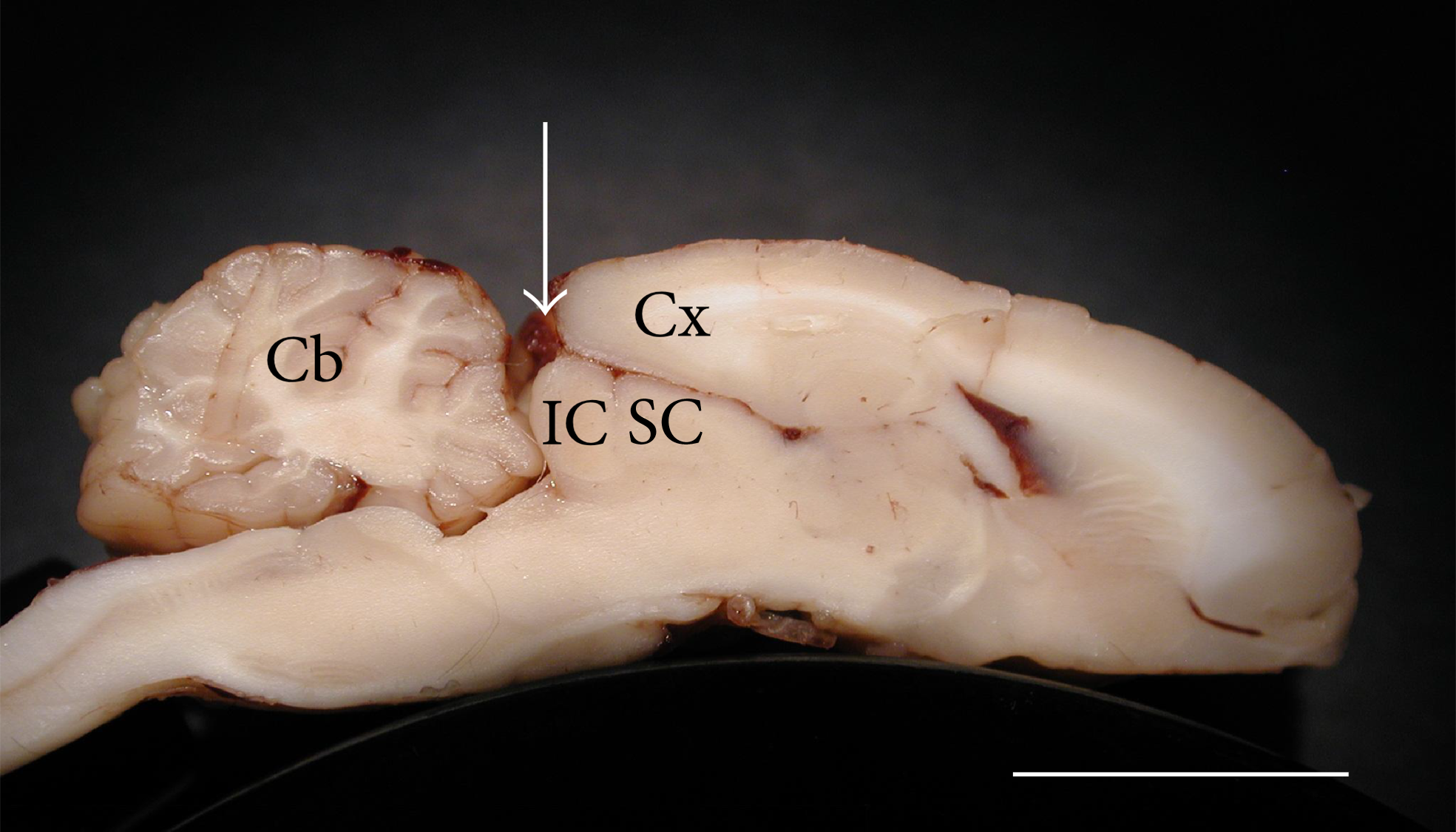 Cross-section through the brain of Chinchilla laniger. Abbreviations: IC, inferior colliculus; Cb, cerebellum; Cx, intergrity of cortex (cerebrum), SC, superior colliculi. Scale bar=1cm. Modified from D’Alessandro et al. (2016) DOI: 10.1155/2016/3734646)