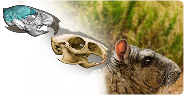 Brain virtual endocast inside the translucent skull (left), skull reconstruction (middle) and life reconstruction (right) of the late Oligocene Incamys bolivianus (YPM VPPU 21945) from the Salla-Luribay Basin in Bolivia. Credit: Jesús Gamarra González / © Institut Català de Paleontologia Miquel Crusafont.