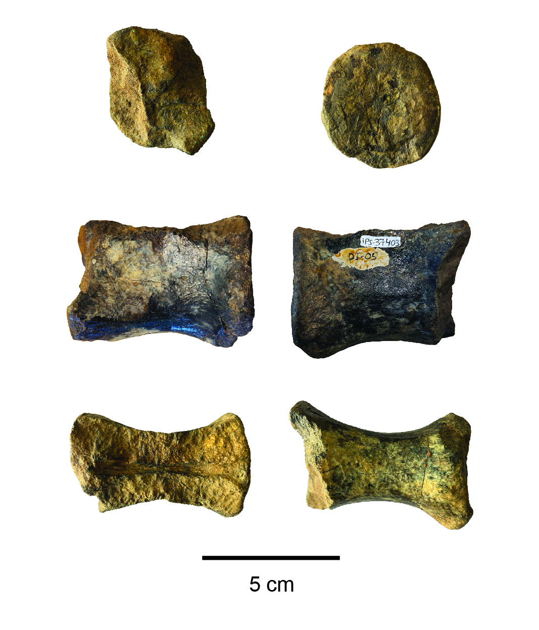 Vèrtebra caudal de carcarodontosàurid del Barremià de Morella (extret de Montealegre et al.).  