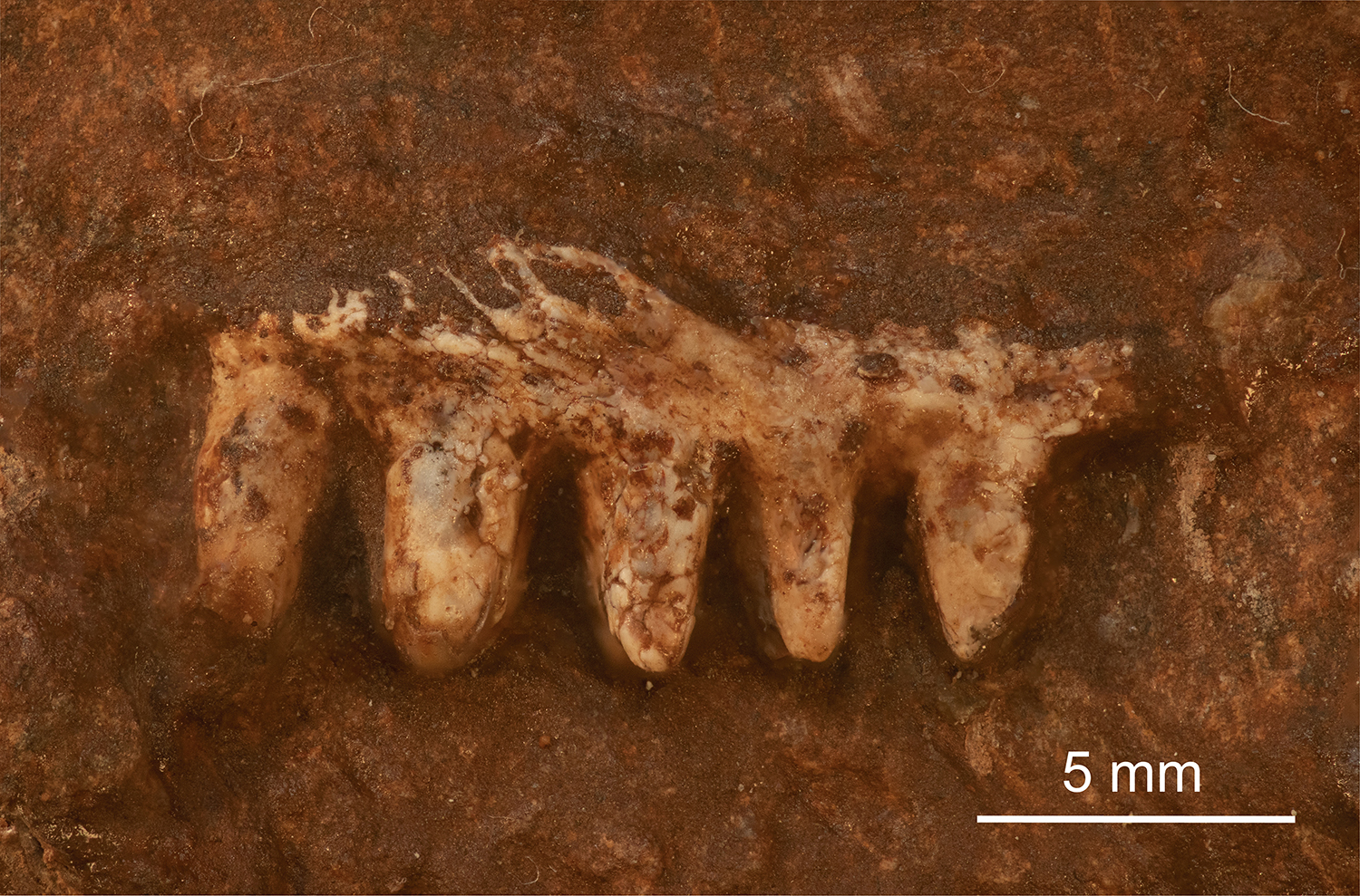 Image 1. Left maxilla of Kapes signus with five preserved teeth (Arnau Bolet / © Institut Català de Paleontologia Miquel Crusafont).