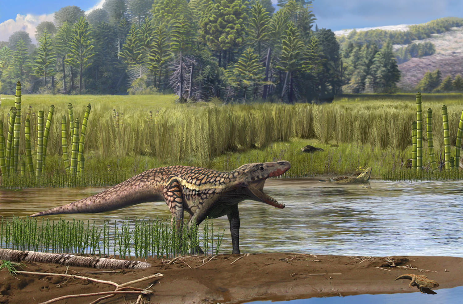 Image 2. Paleoenvironmental reconstruction of the La Mora site in the Montseny area approximately 242 million years ago. In the foreground, a large archosauromorph is depicted. At the lower right, the procolophonid Kapes signus is shown, while capitosaurs appear in the background. (Oscar Sanisidro / © Institut Català de Paleontologia Miquel Crusafont).