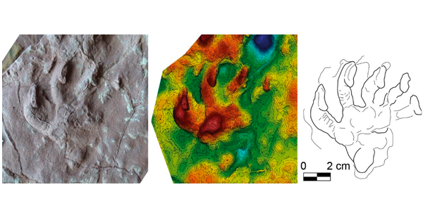 Petjada atribuïda a un gorgonopsi amb el seu model 3D i dibuix interpretatiu.