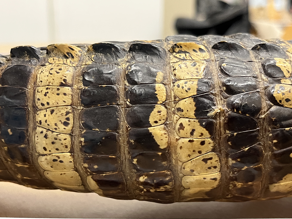 Detall de la cua d’un exemplar d'Alligator mississippiensis de les col·leccions del Museu de Ciències Naturals de Barcelona que mostra diferents bandes de coloració (Foto: Óscar Castillo)