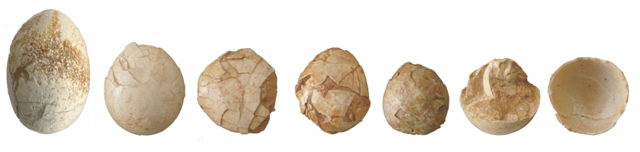 Ejemplo de huevos de fasiánidos descubiertos en el yacimiento mioceno del Abocador de Can Mata y dipositados en el Museu de l’Institut Català de Paleontologia Miquel Crusafont. © ICP Ejemplo de huevos de fasiánidos descubiertos en el yacimiento mioceno del Abocador de Can Mata y dipositados en el Museu de l’Institut Català de Paleontologia Miquel Crusafont. © ICP