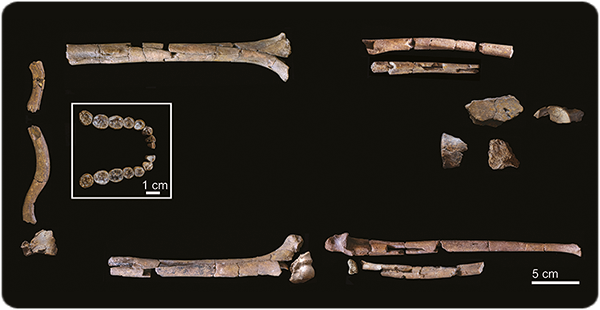 La dentición mandibular y los elementos postcraneales que constituyen KNM-ER 64060 y KNM-ER 64061, respectivamente (adaptado de Grine, F. E. et al., 2026).