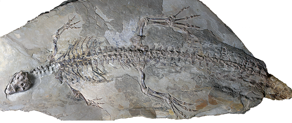 L'esquelet fòssil original de Montsecosuchus fotografiat amb llum convencional. (adaptat a partir de Castillo-Visa, O. et al).