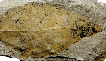 Detall de fulla d'una angiosperma del Cretaci d'Isona