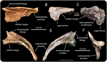 Diversos ossos del crani de Canardia garonnensis