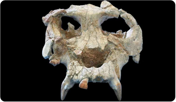 Cara de Pierolapithecus catalaunicus recuperada l'any 2002 a l'abocador de Can (Els Hostalets de Pierola, Anoia). Foto: ICP.