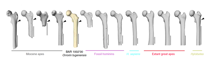 El fèmur d'Orrorin va ser comparat amb el d'altres espècies actuals i fòssils