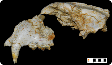 Restes del crani d’un jaguar (Panthera gombaszoegensis) trobat a Vallparadís