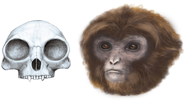 Reconstrucció del crani i de l’aspecte en vida del nou gènere i espècie d’hominoïdeu Pliobates cataloniae (Marta Palmero / ICP)
