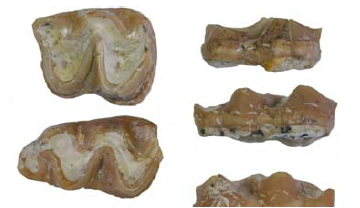 Algunes de les restes dentals d'Anchitherium nievei recuperades a l'Abocador de Can Mata.