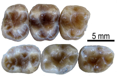 Dientes fósiles de Barberapithecus huerzeleri encontrados en el yacimiento (David M. Alba/ICP)