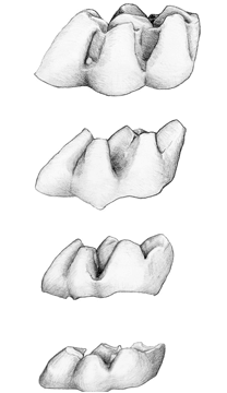 Comparació de la mida de les dents de diferents múrids