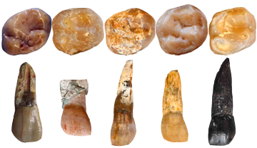Alguns dels molars i incisius (no a escala) que s'han comparat en aquest article i que corresponen a diferents espècies d'hominoïdeus d'Europa i Àfrica. ICP.